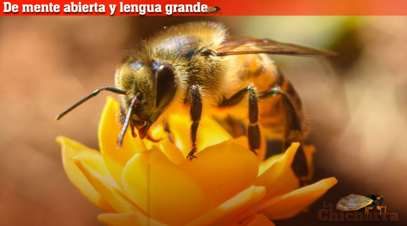 De mente abierta y lengua grande: Miel con cebolla