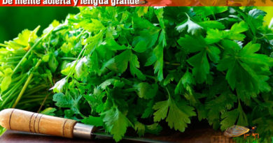 De mente abierta y lengua grande: El cilantro mágico